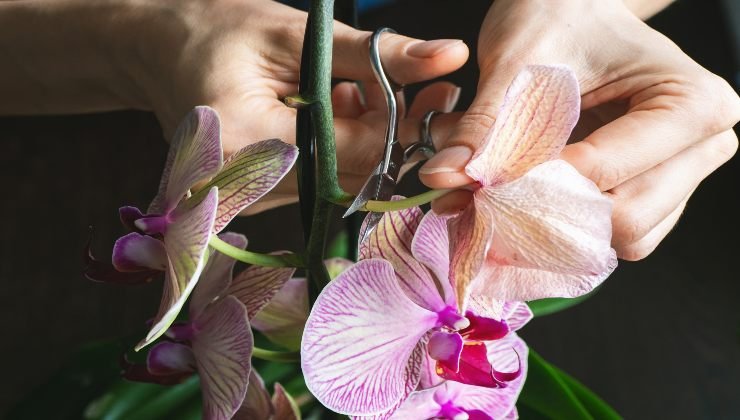 Piante: ecco quelle da potare a febbraio