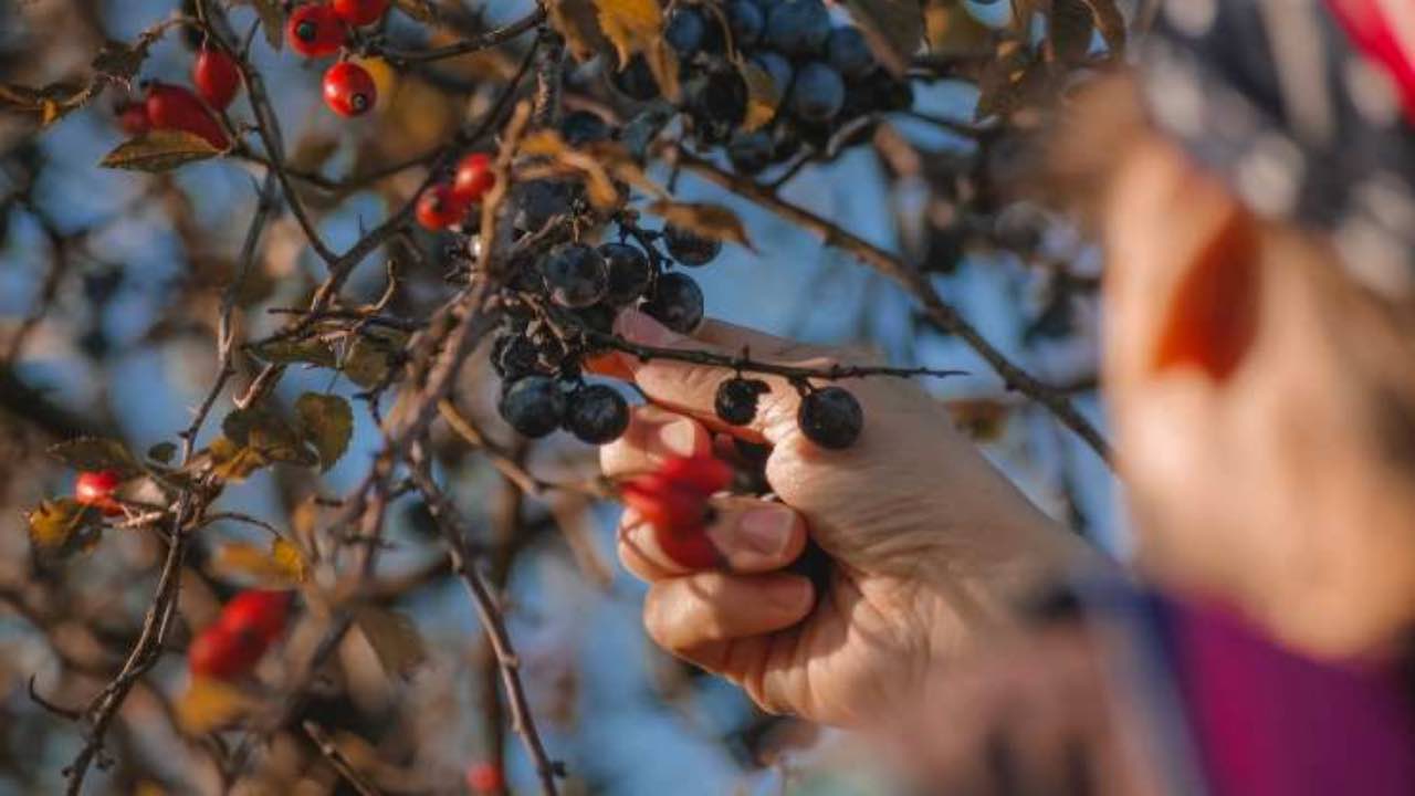 raccogliere frutta