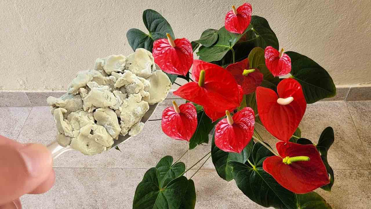 segreto anthurium