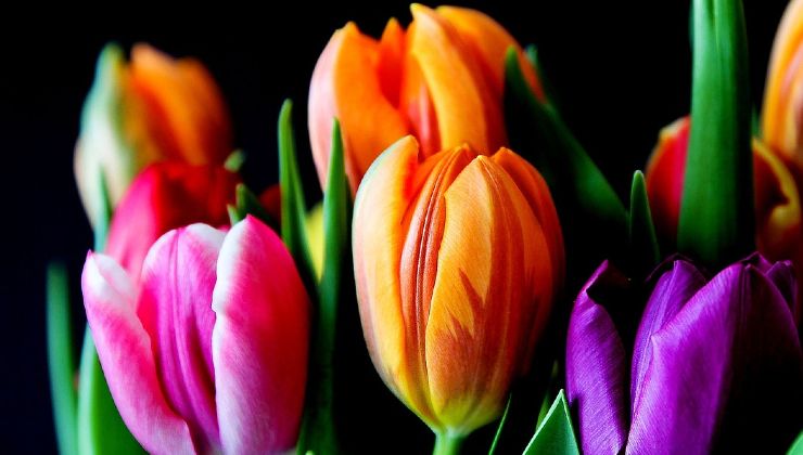 tulipanes venenosos