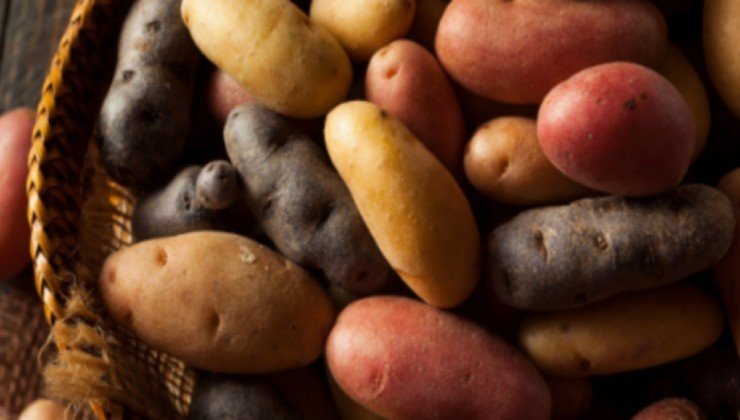 Varietà di patate