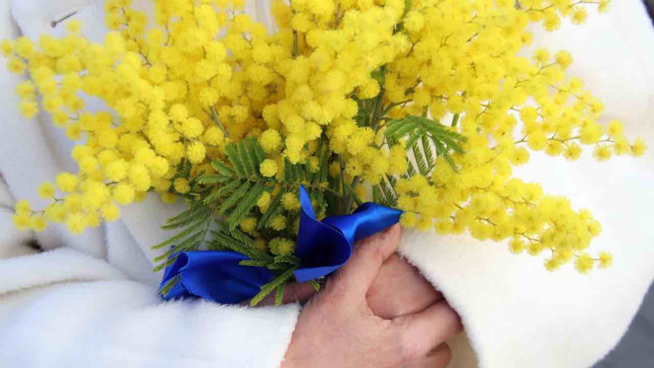 Mimose