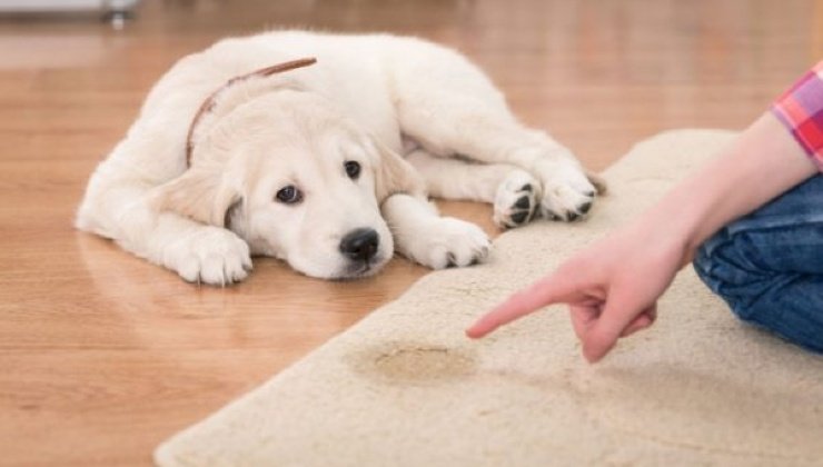 Cane che fa pipì in casa