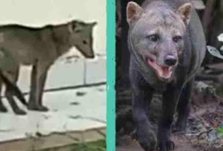 Cane fantasma boliviano