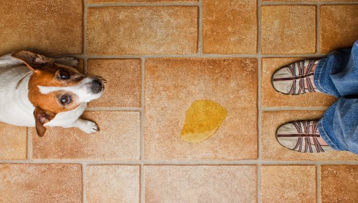 Cane che fa pipì sul pavimento