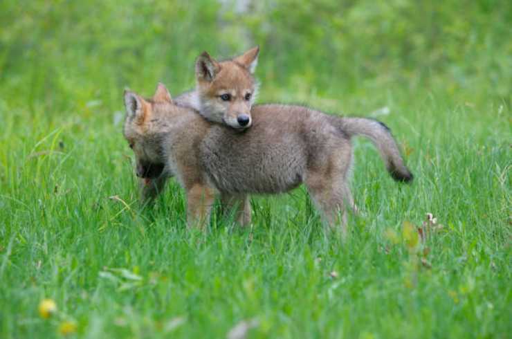 Cuccioli di lupo