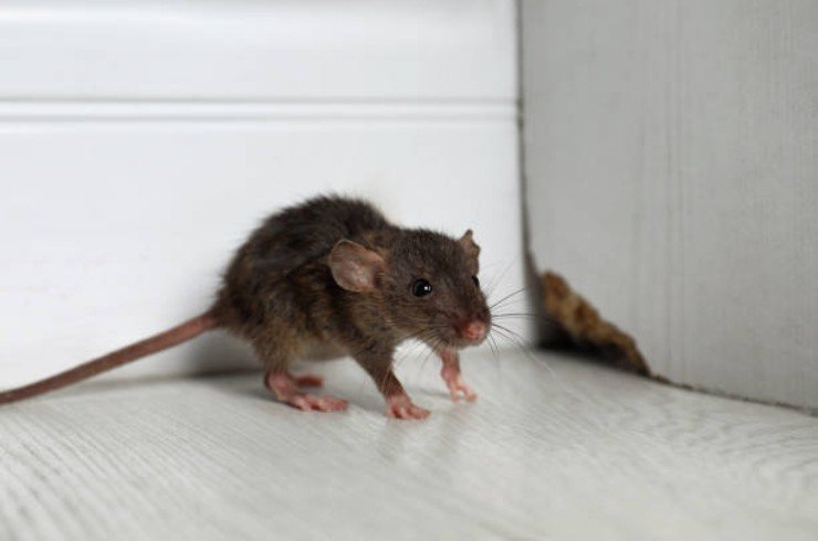 sbarazzarsi in maniera definitiva e naturale dei topi