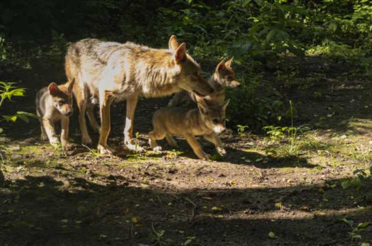 Lupi adulti e piccoli