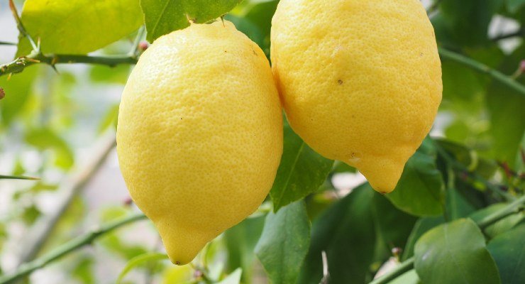 Growing the lemon plant