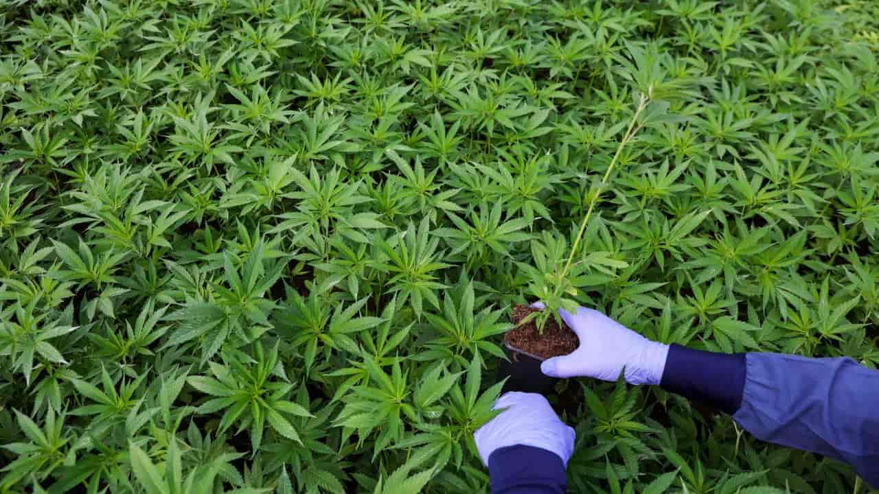 Piantagione di Marijuana