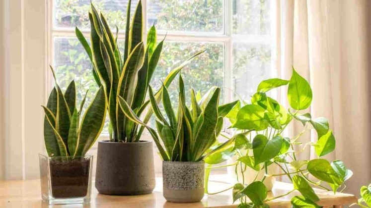 plantas y flores