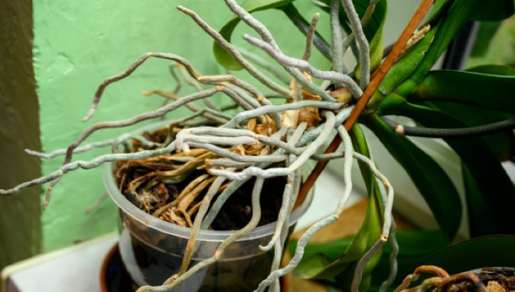 raíces de orquídeas