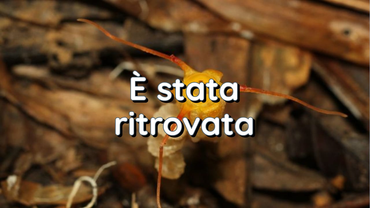 Specie estinta è stata ritrovata