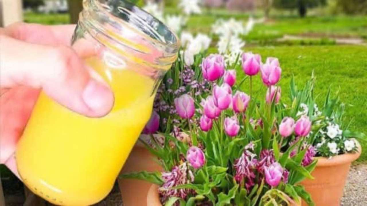 Květinářský trik pro zdravé tulipány