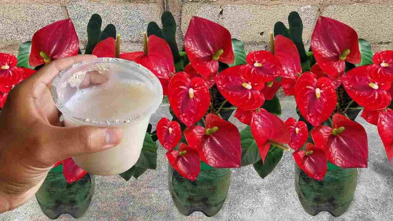 Anthurium