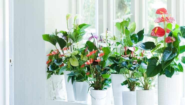 Anthurium in fiore