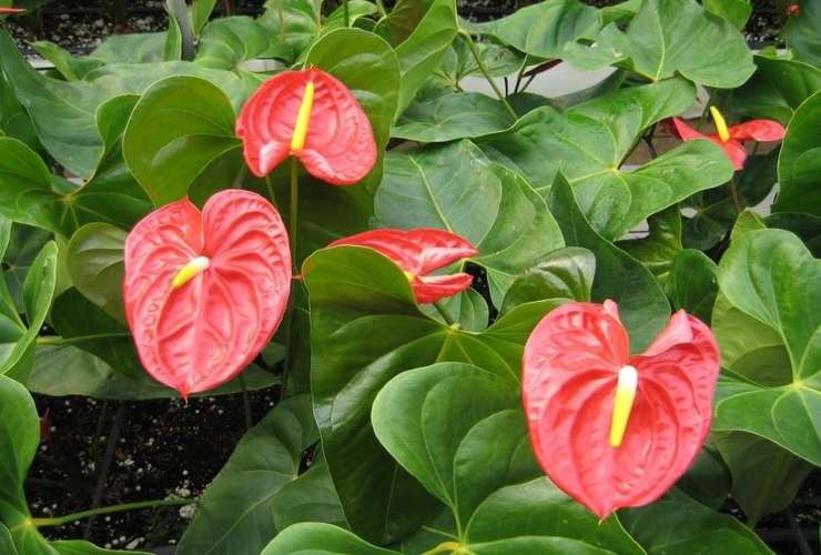 Anthurium