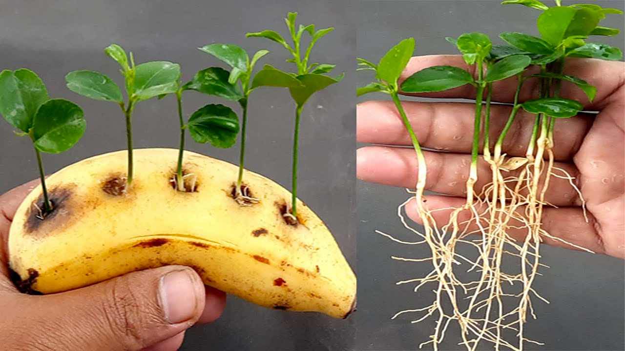 banánová a citronová semínka