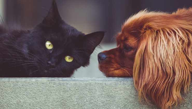 cane e gatto in casa 