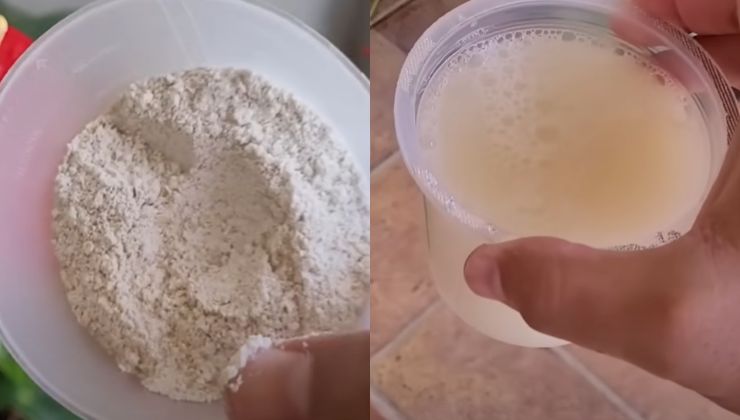 Avena para plantas con flores