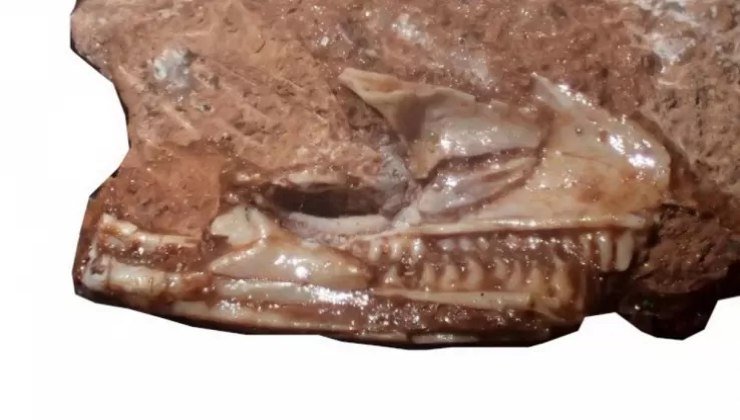 Fossile del terribile predatore dei mari