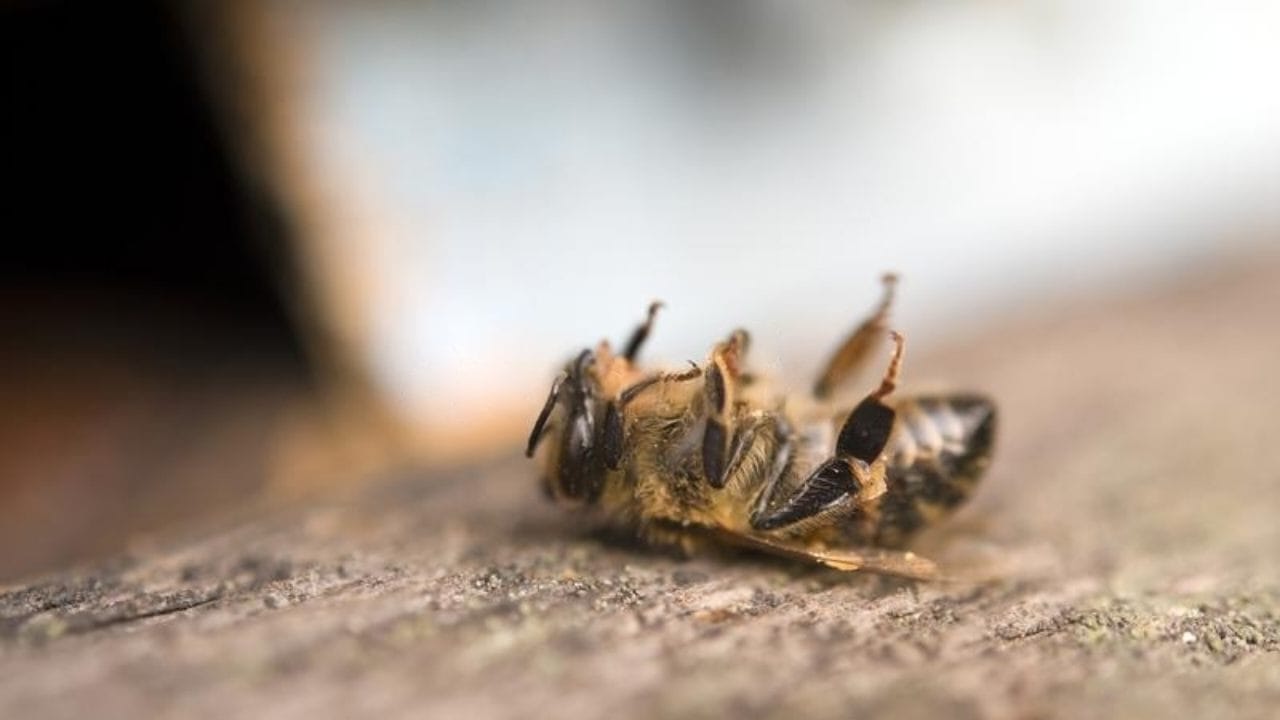 Contiene insetti morti, occhio a questo ingrediente amatissimo