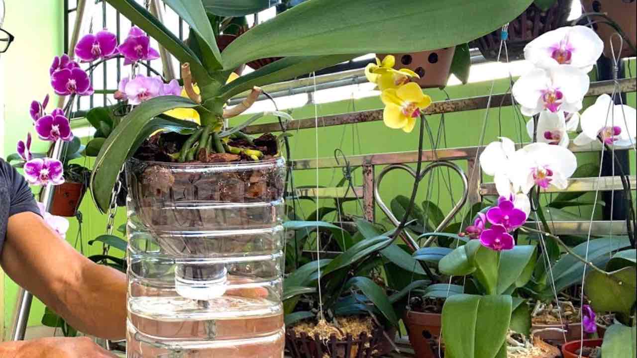 orchidea in bottiglia