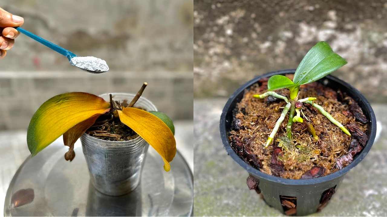orchidej před a po