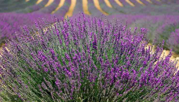 pianta della lavanda 