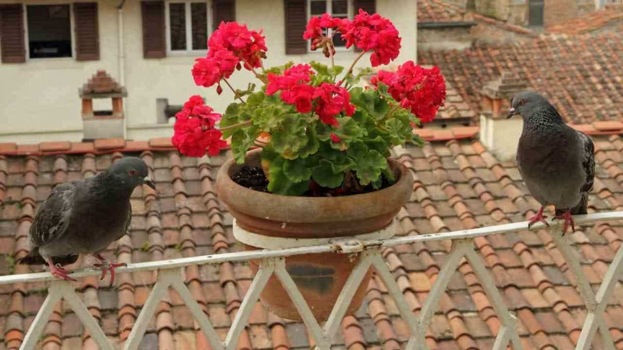 Balcone invaso da piccioni