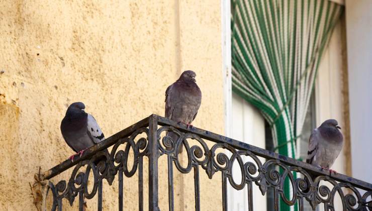 Piccioni su balcone