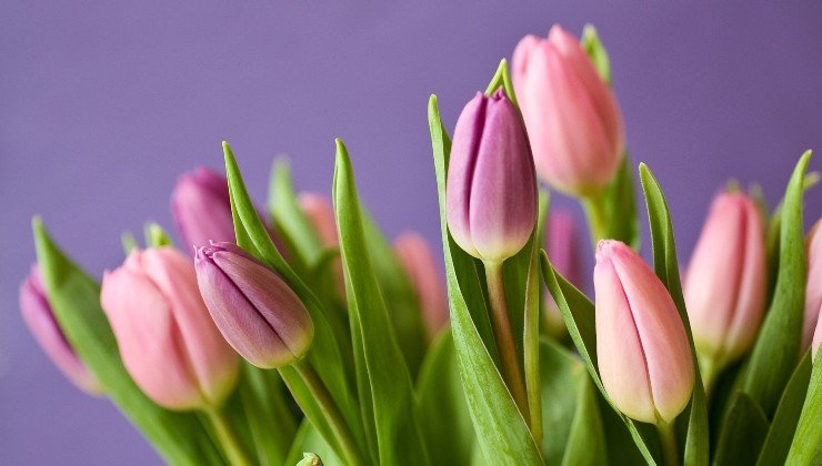 tulipani in vaso