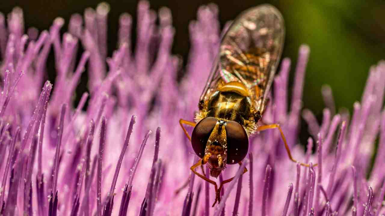 vespa nuova specie