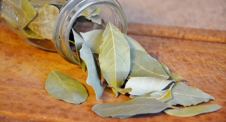 hojas de laurel en las plantas