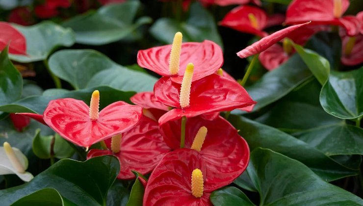 Anthurium