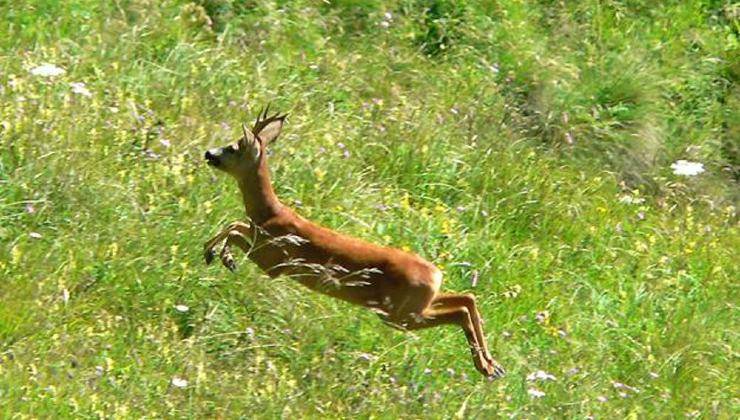 Capriolo nell'erba