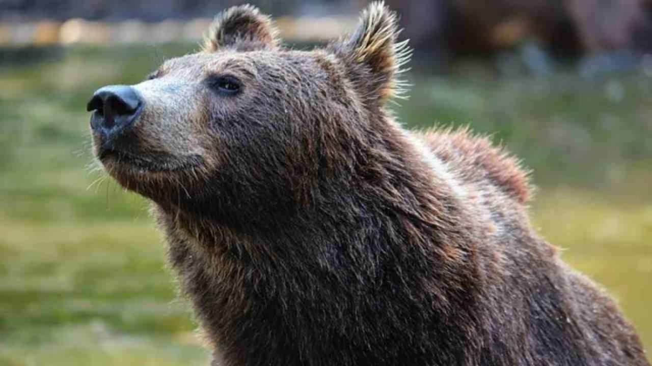 Firmata un'altra ordinanza per l'abbattimento dell'orsa Jj4