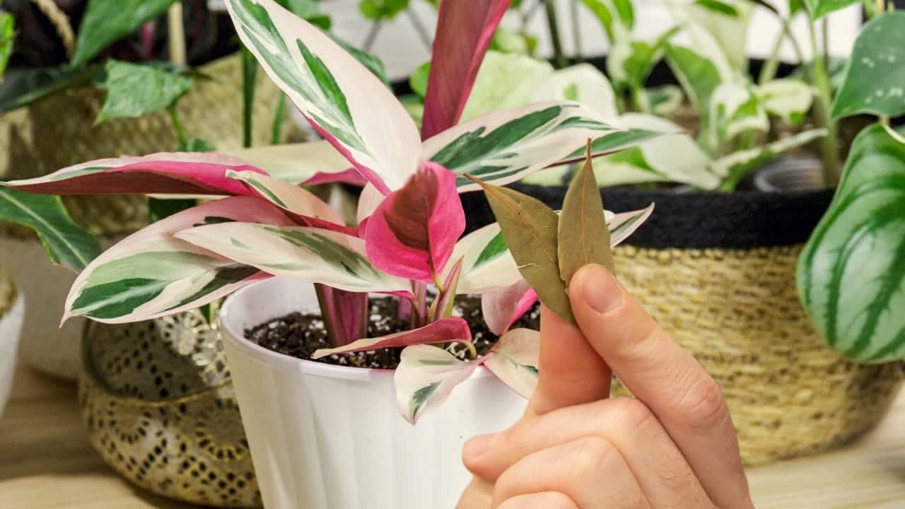 Bobkové listy v rostlinách