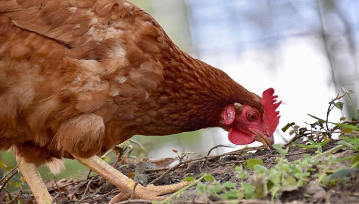 Gallina becca sul prato