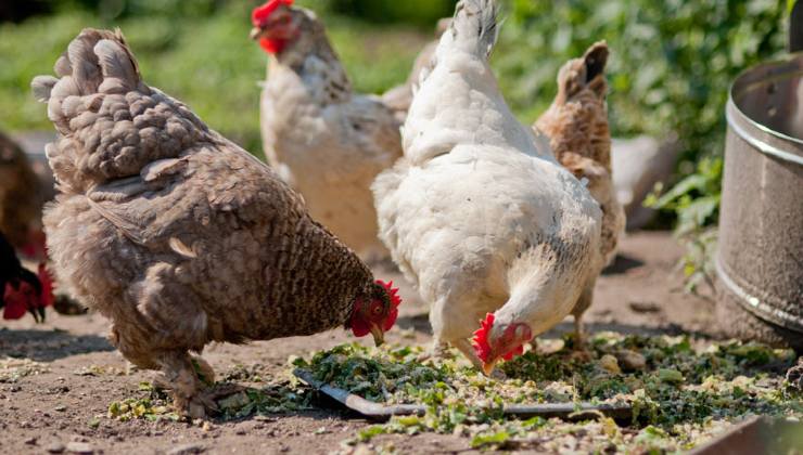 corretta alimentazione delle galline