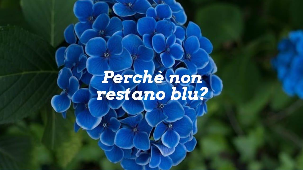 Ortensia blu