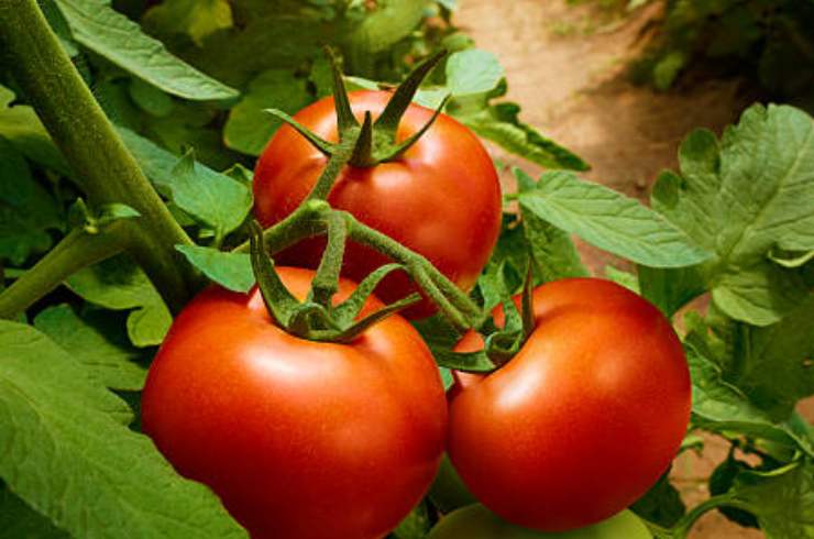 Rostlina rajčat