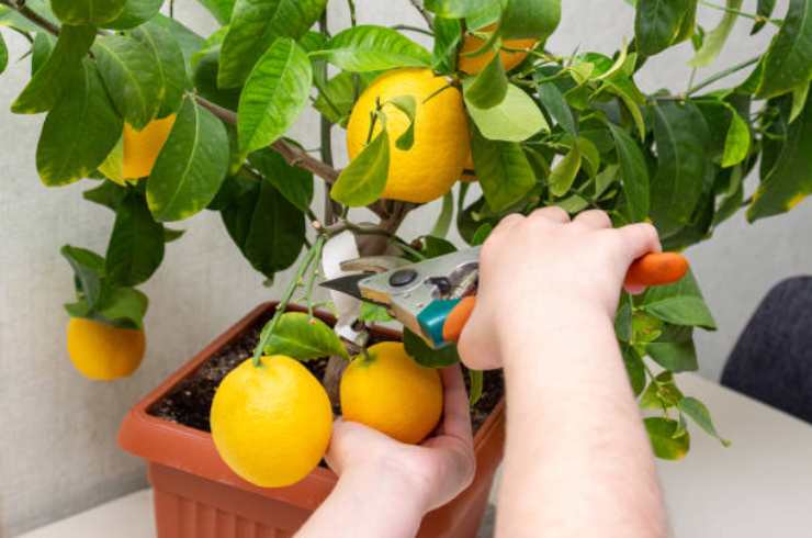 plante de citron