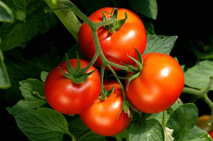 enormes tomates rojos
