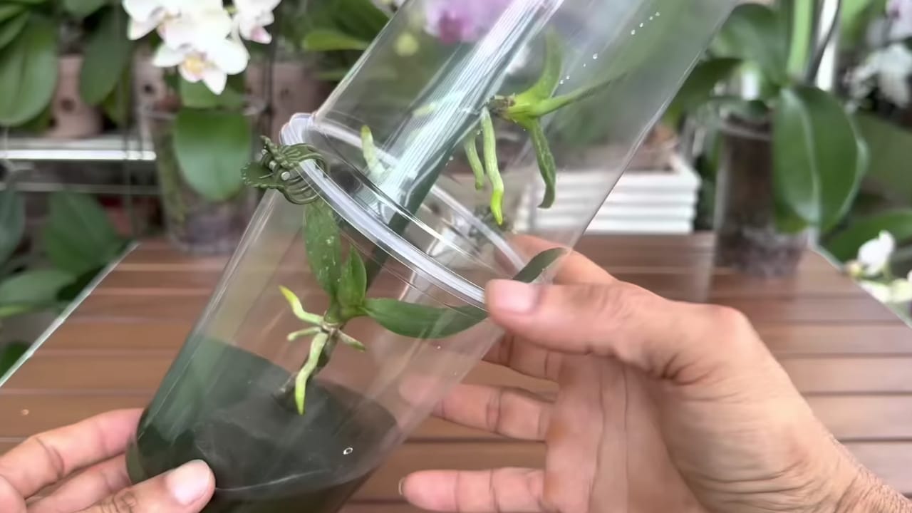 Técnica para cultivar una orquídea.