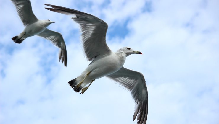 Uccelli sui vetri in autostrada