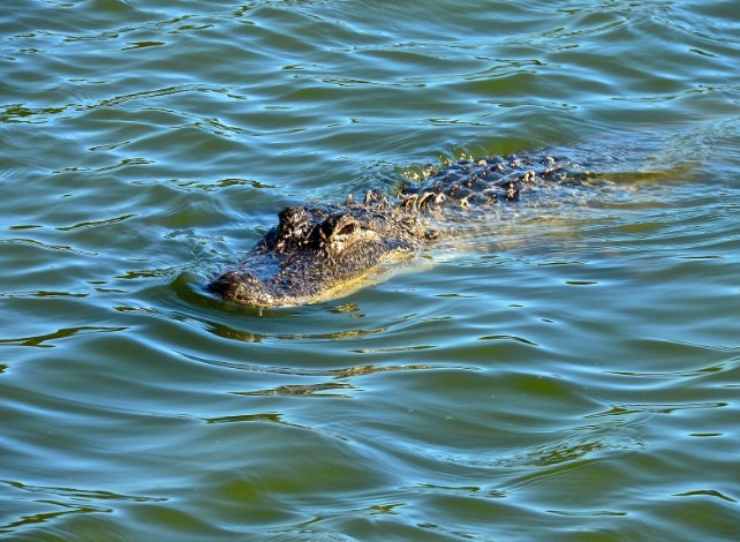 alligatore in Florida
