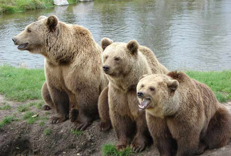 famiglia di orsi