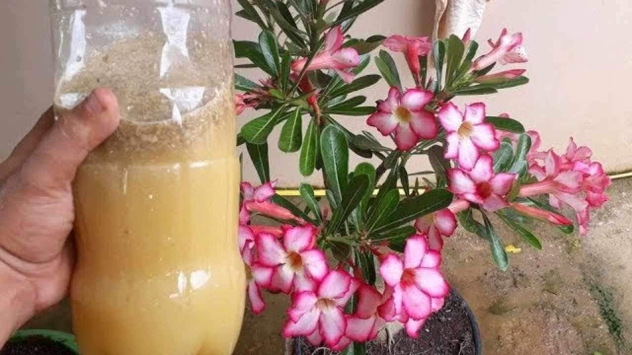 Questo liquido farà fiorire incredibilmente la tua pianta