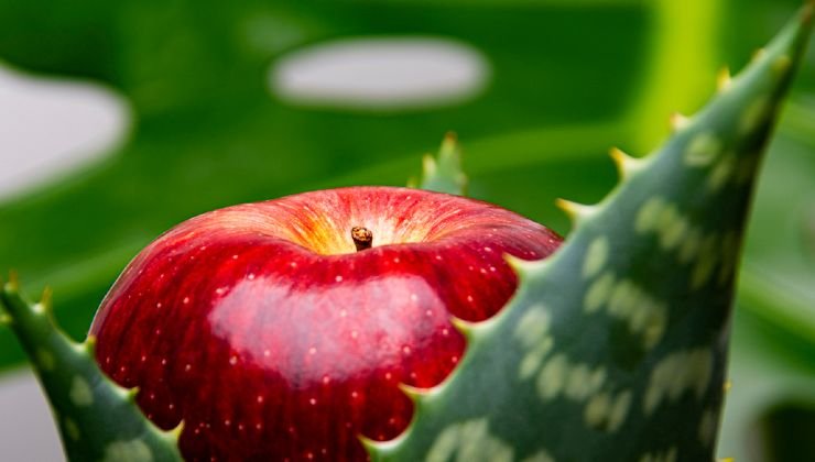 manzana con aloe